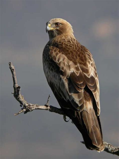 Imagen de Águila Calzada | Aves rapaces, Aves de rapiña, Pájaros hermosos