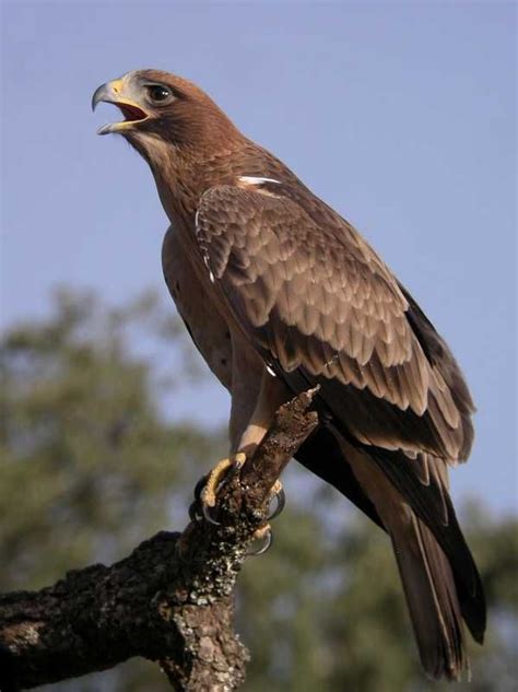 Imagen de Águila calzada | Imágenes de águilas, Aves rapaces, Mascotas