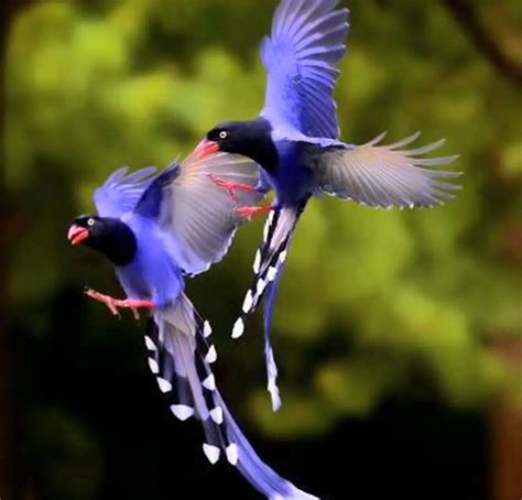 Imagen de exoticas aves volando | Aves exóticas, Aves ...