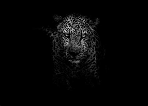 Imagen de Leopardo blanco y negro fondo de pantalla hd   【FOTO GRATIS ...