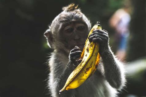 Imagen de Mono comiendo banana   【FOTO GRATIS】 100011091