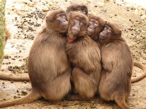 Imagen de Monos babuinos   【FOTO GRATIS】 100009196