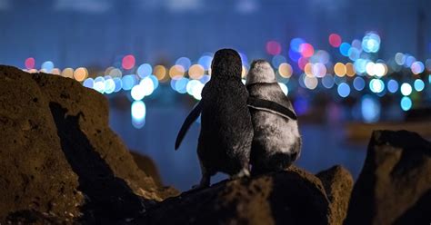 Imagen de pingüinos abrazados gana un prestigioso premio ...