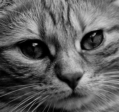 Imagen de Retrato felino en blanco y negro   【FOTO ...