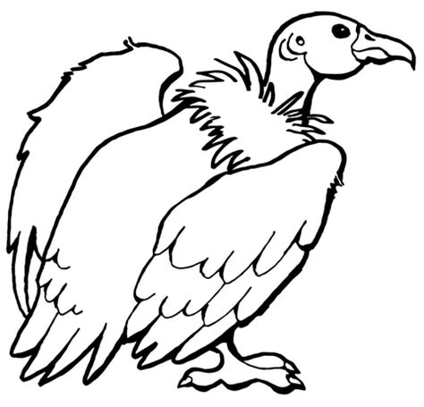 Imagen de un condor en dibujo   Imagui