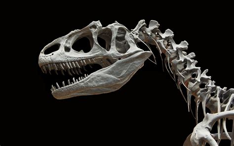 Imagen del cráneo del esqueleto de un dinosaurio, en HD.