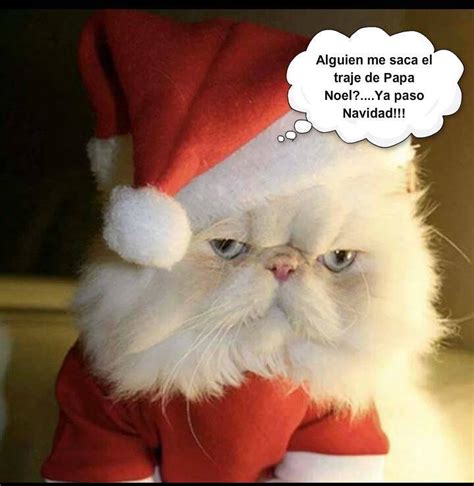 Imagen Graciosa Gato vestido de Papa Noel   Imagenes y ...