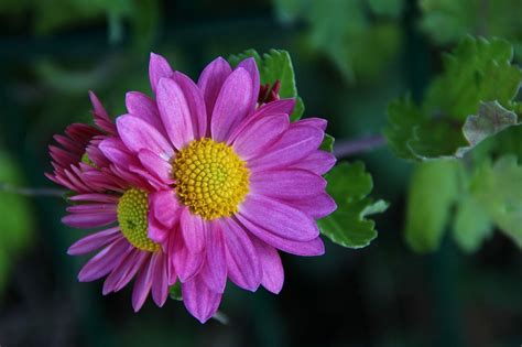 Imagen gratis en Pixabay   Crisantemo, Rosa, Flor, El ...