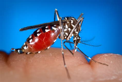 Imagen gratis: femenino, Aedes albopictus, mosquito, la alimentación ...