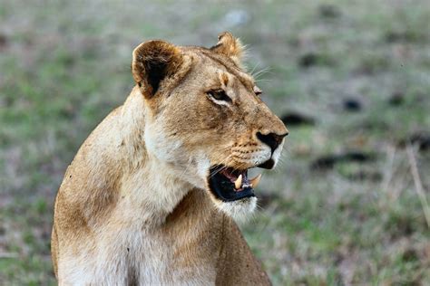 Imagen gratis: gato grande, león, animal, salvaje, África ...
