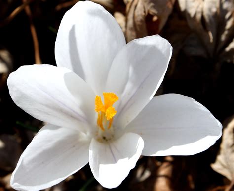 Imagen gratis: pétalos de color blanco, estambre, polen, flor del azafrán