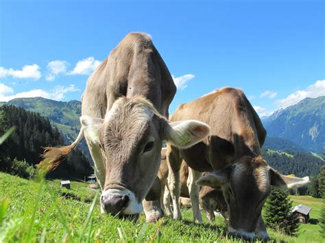 Imagen gratis: vaca, campo, césped, paisaje, montañas ...