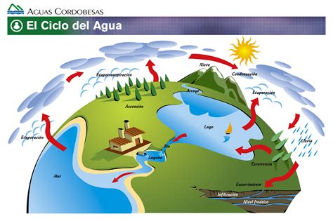 Imagen relacionada | Ciclo del agua, Ciclo hidrologico ...
