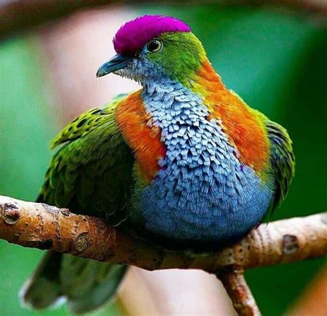 Imagen sobre Pájaros hermosos de Martha Rosas en Pájaros ...