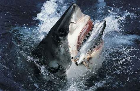 Imagen   Tiburón blanco comiendo.jpg | Wiki Reino Animalia | FANDOM ...
