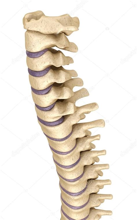 Imágenes: 3d columna vertebral | Anatomía de la columna ...