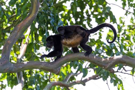 Imágenes: árbol con changos | Monos aulladores en Costa ...
