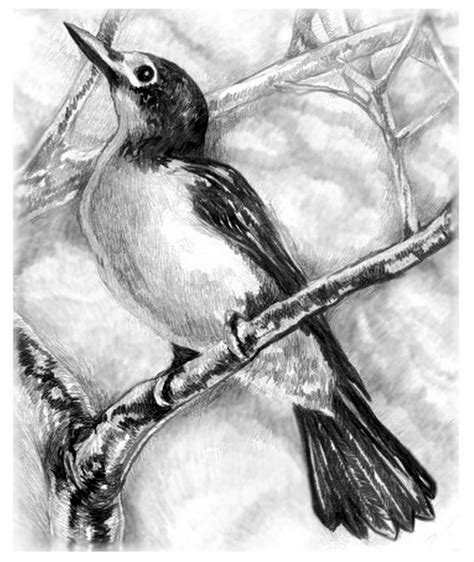 Imágenes Arte Pinturas: Dibujos con lápiz pájaros silvestres de Joan ...
