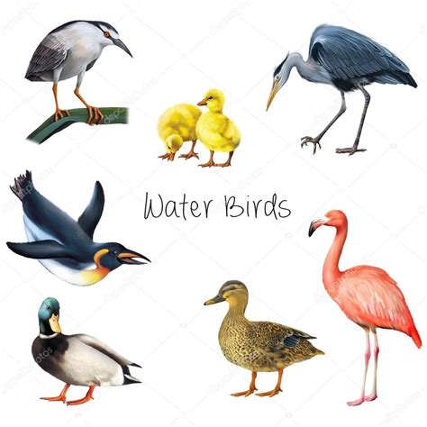 Imágenes: aves acuaticas | Aves acuáticas aisladas sobre ...