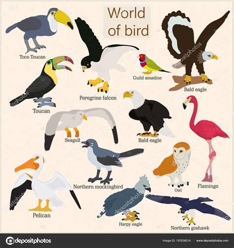 Imágenes: aves y nombres | Conjunto Aves Vector Con ...