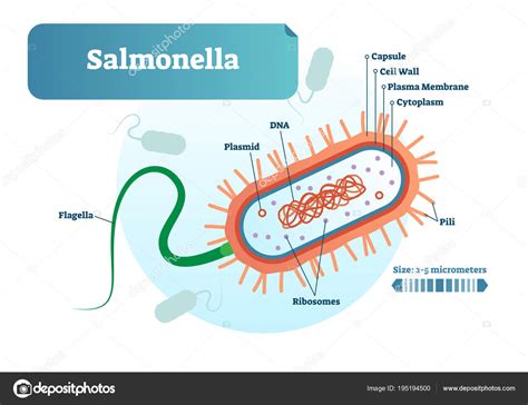 Imágenes: bacteria rotulada | Salmonella bacteria micro biológicas ...