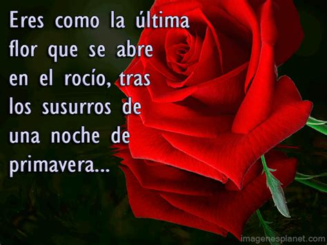 Imagenes bonitas de una rosa roja con poemas de amor   Imágenes De Jardines