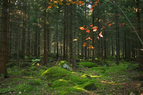 Imagenes Bosque Templado : Fotos gratis : árbol, naturaleza, sendero ...