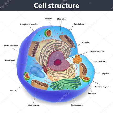 Imágenes: celula humana | La estructura de las células ...