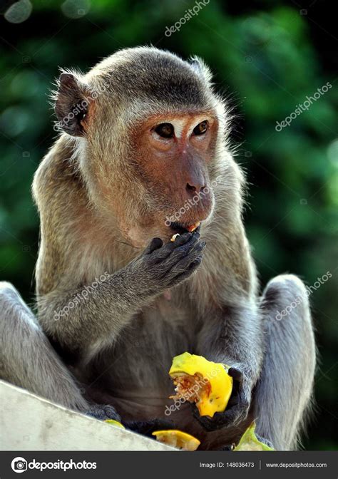 Imágenes: comiendo mango | Phetchaburi, Tailandia: Mono ...