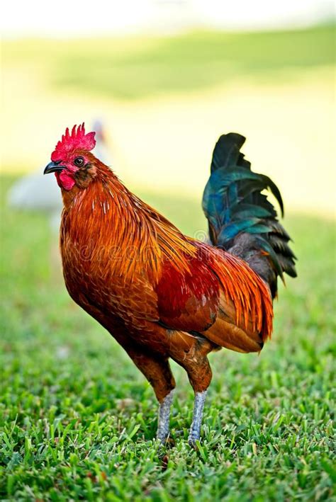 imágenes comunes del Gallo Rojo   los derechos de la transferencia ...