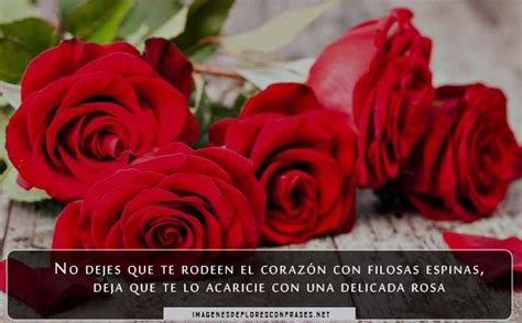 Imágenes De Amor Con Rosas Rojas Muy Bonitas Para Dedicar