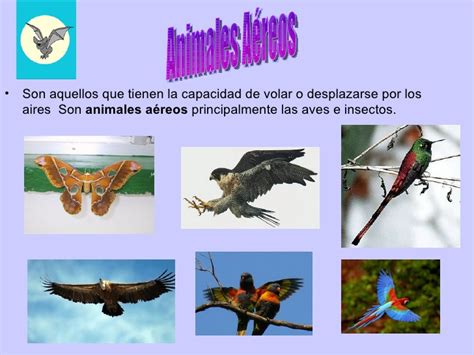 Imágenes de animales aereos
