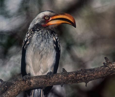 Imagenes de animales de la selva: FOTO PAJARO MUY RARO