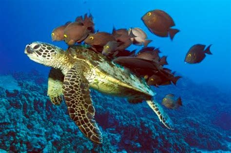 Imágenes de Animales del mar   Taringa!