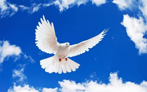 Imagenes de aves blancas en el cielo azul | Dove flying, White doves ...