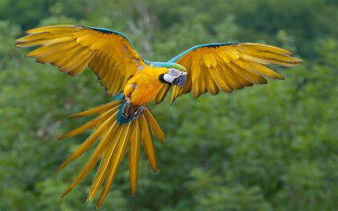Imágenes de Aves Exóticas en HD | Fotos e Imágenes en ...