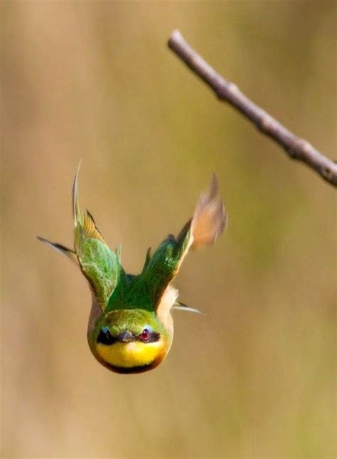 Imagenes de aves pequeñas volando de frente | Aves volando ...