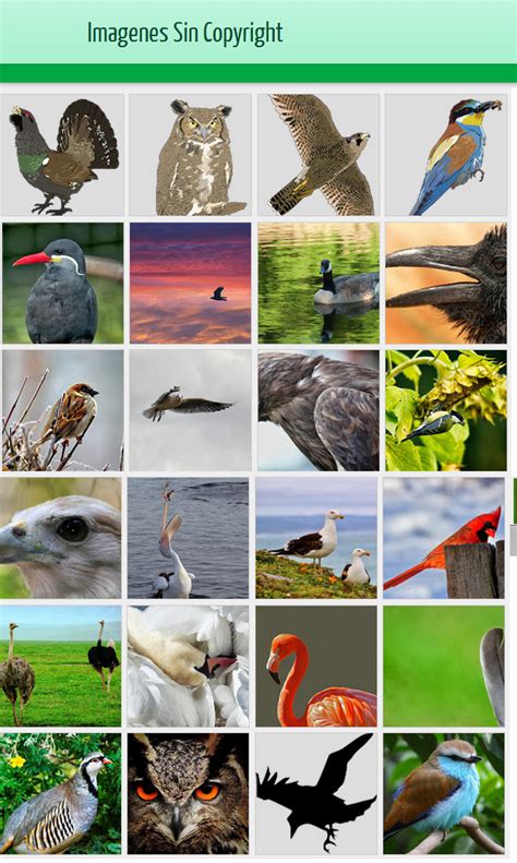 Imágenes de aves sin copyright
