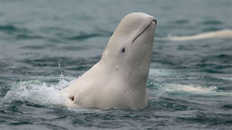 Imagenes de ballenas beluga :: Imágenes y fotos