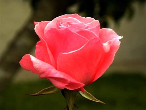 Imagenes de bellas rosas   Imagui