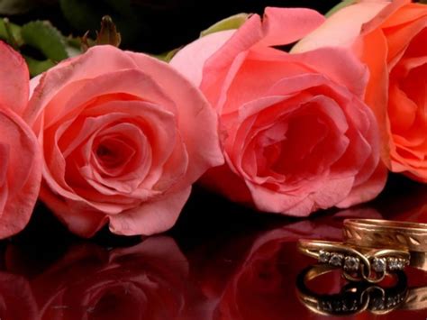 Imagenes de bellas rosas   Imagui
