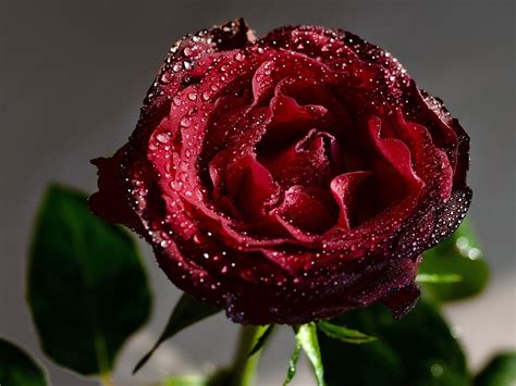 Imágenes de bellas rosas rojas