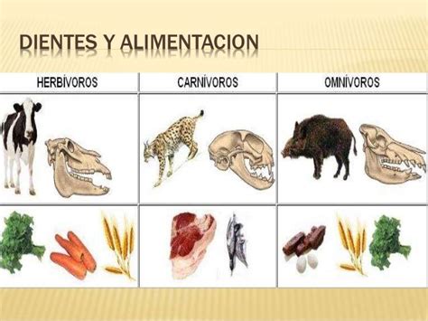 Imagenes De Carnivoros   Odica