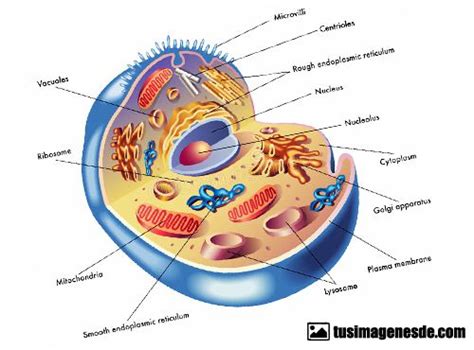 Imágenes de célula animal y sus partes | Imágenes