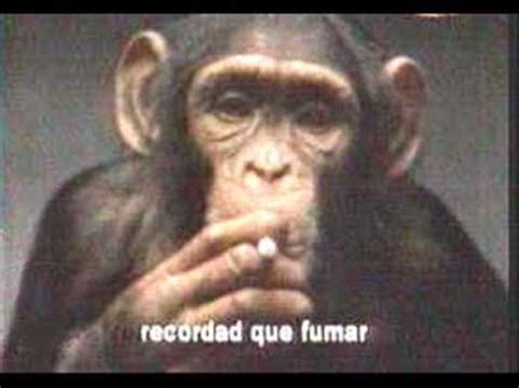 Imagenes De Changuitos Graciosos / Monkey close up | Funny ...