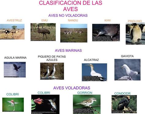 imagenes de clasificación de aves y de mamíferos 74 puntos al que lo ...