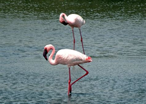 Imágenes de flamencos » FLAMENCOPEDIA