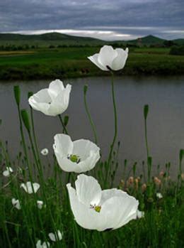 Imágenes de flores blancas con Fotos   Imagenes de flores.com