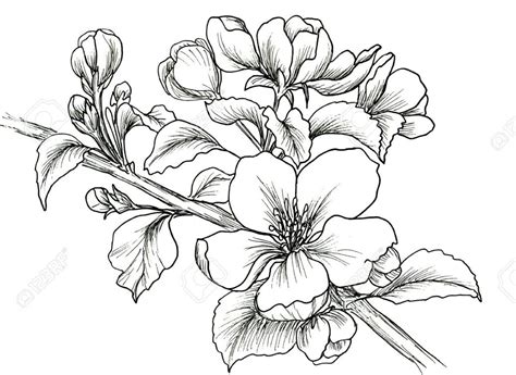 Imagenes De Flores Para Dibujar A Lapiz Grandes / 149 Dibujos para ...