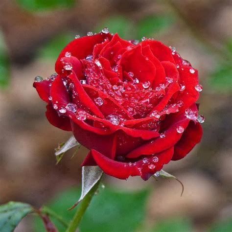 Imágenes de Flores: Rosas Rojas | Red roses, Rose, Amazing flowers photos